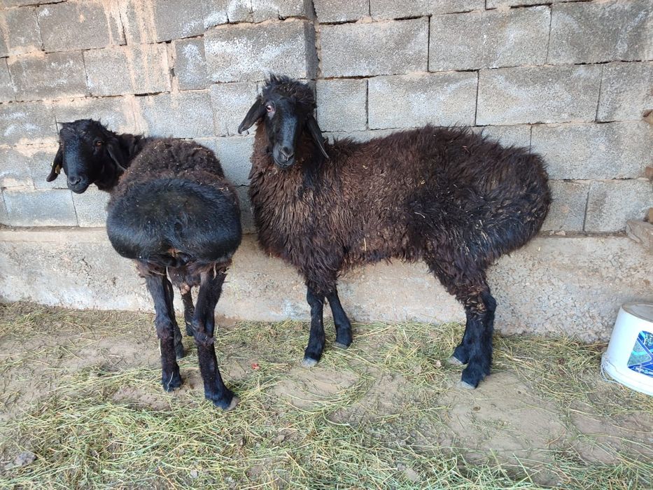 Қошқарлар бар срочно