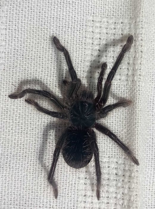 Tarantule din diferite specii