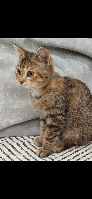 Бесплатно кошечка!