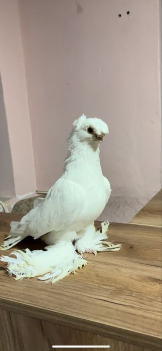 Белый самец голуби