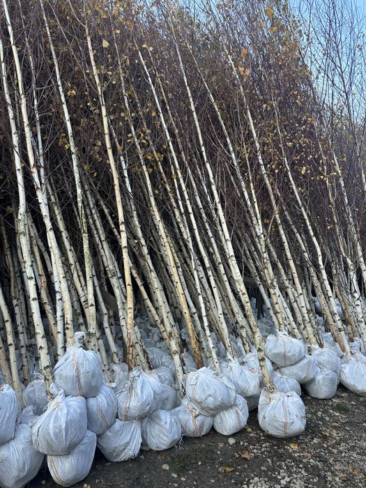 Tei Mesteacan Platan