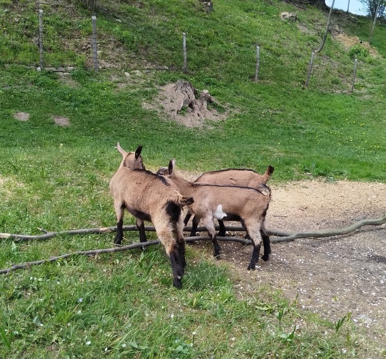 Iedițe alpine franceze