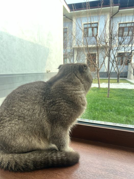 кот на продажу хороший дамасский