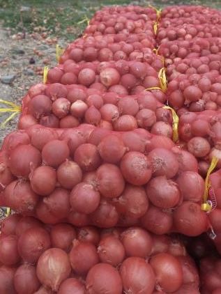 Қишга пиёз дехқондан 40 тонна бор Зомин туманида