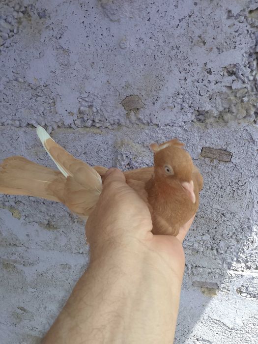 Голуби голуби голуби