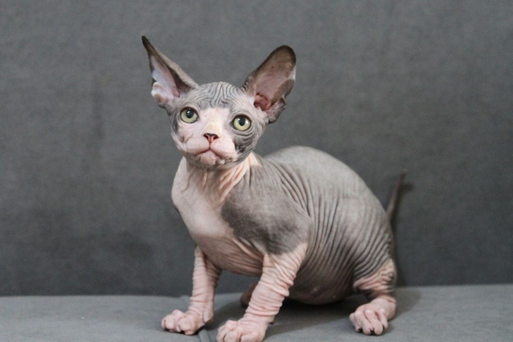 Канадские сфинксы