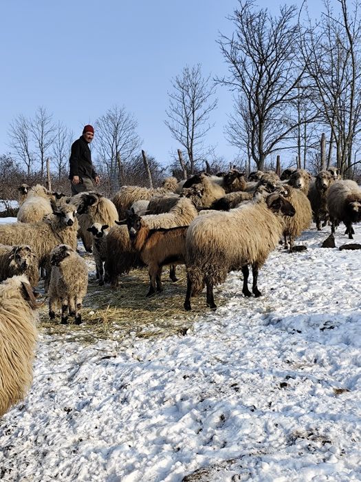 Vând 35 oi tinere