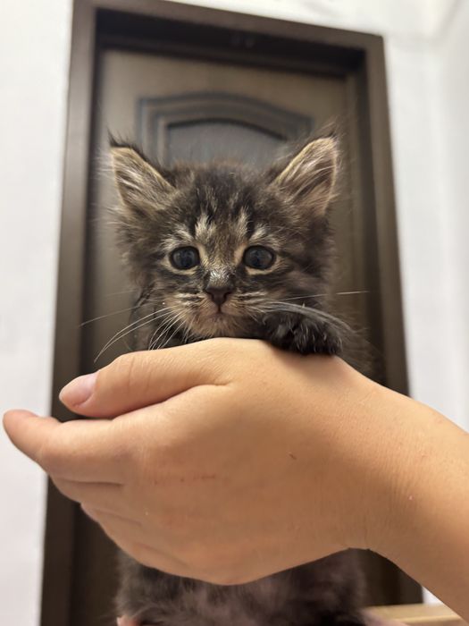 Отдам котят маленьких