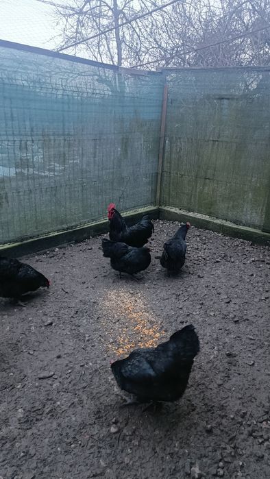 Cocos australorp la schimb