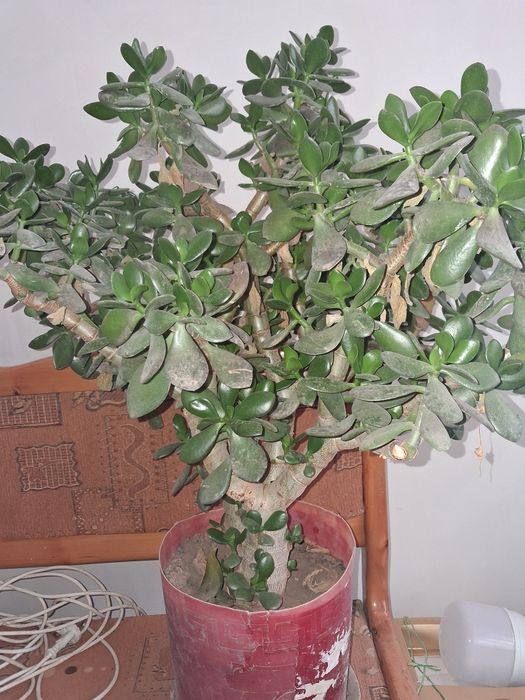 Продаются цветы денежное дерево от 100тыс. до 300тыс.