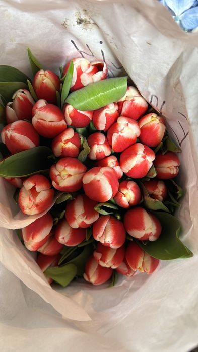 Тюльпаны оптом и в розницу