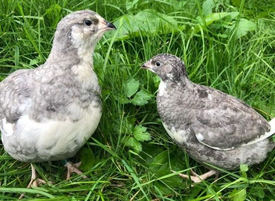 Пъдпъдъчи яйца за инкубация