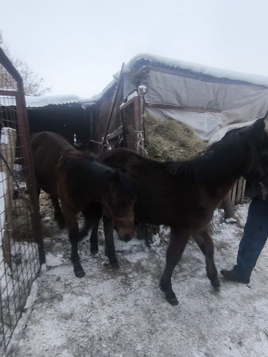 Продаються жеребята байтал