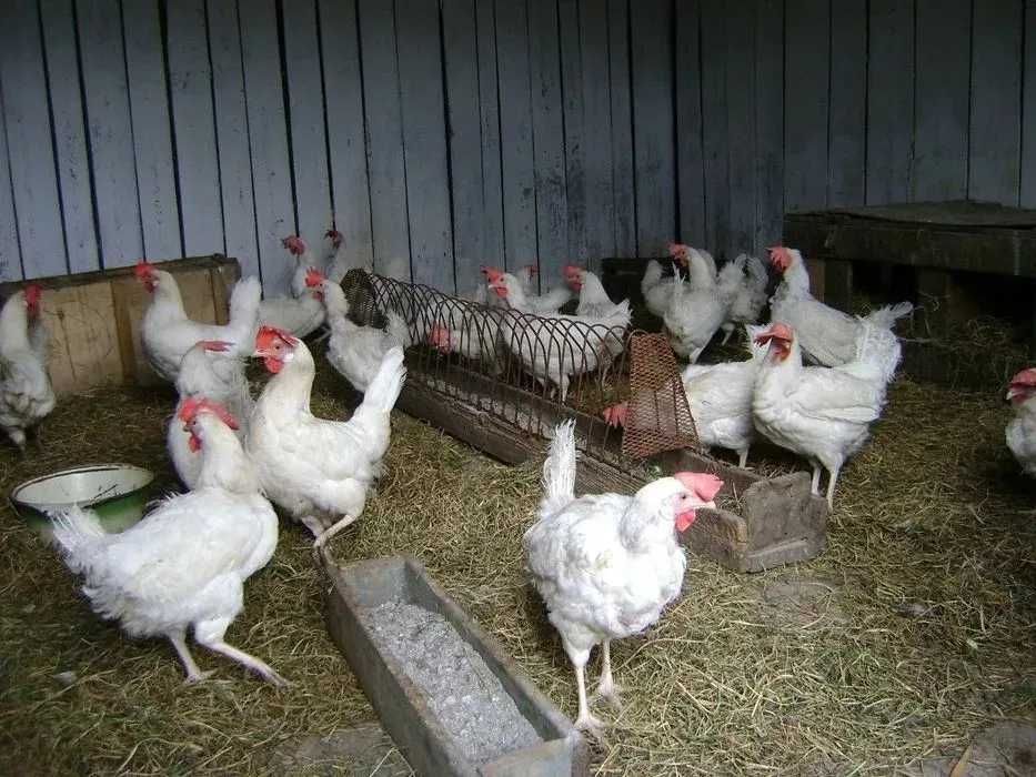 Несушки куры молодки 12 месяцев