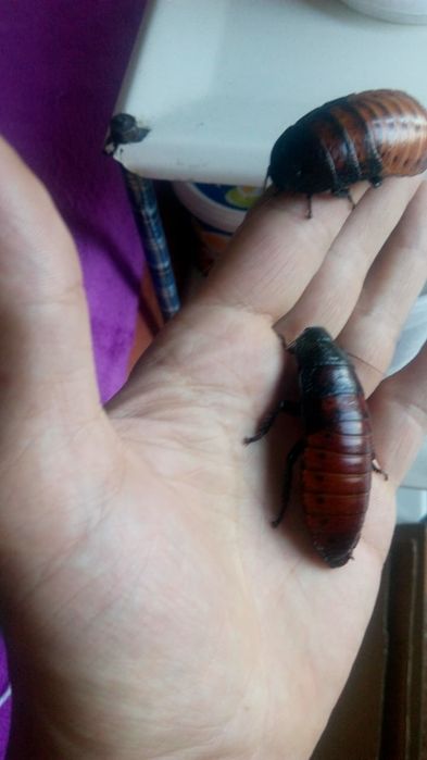 Продам мадагаскарские тараканы