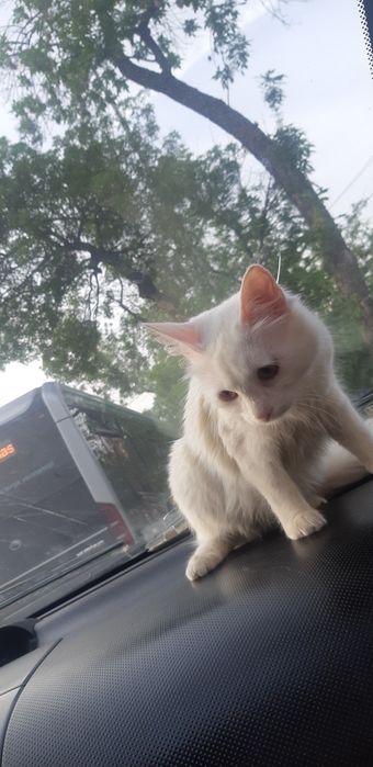 потерялся кошка в округе красногорского