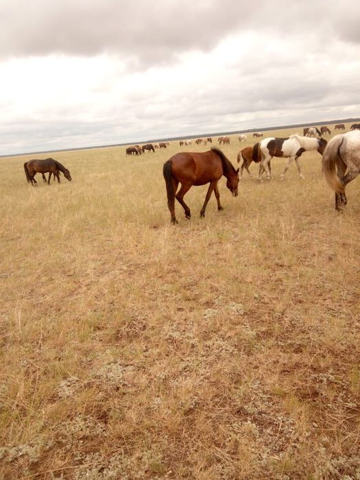 Продам лошадь 2,5лет