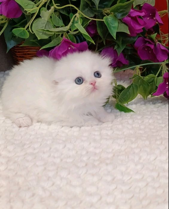 British chinchilla de la crescător -felisa