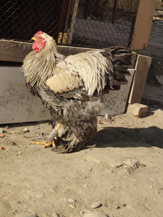 Brama xoroz sotiladi