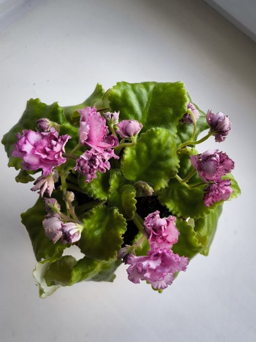 Сортовые комнатные фиалки