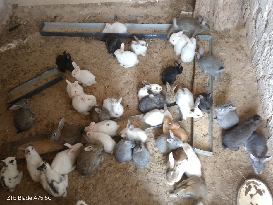 Quyonlar optim narxda