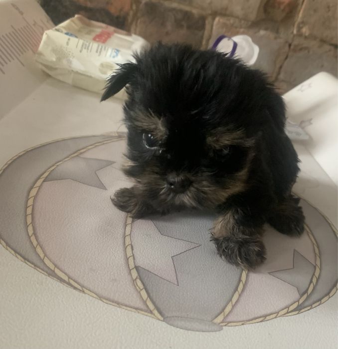 Мини йорк девочка