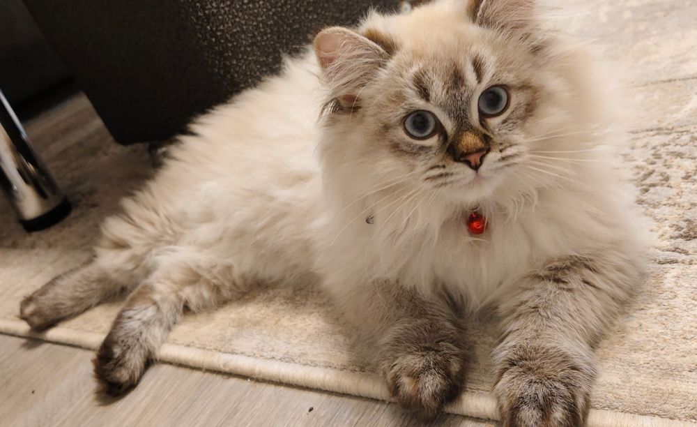 2 та “Невская маскарадная” мушукчалар сотилади