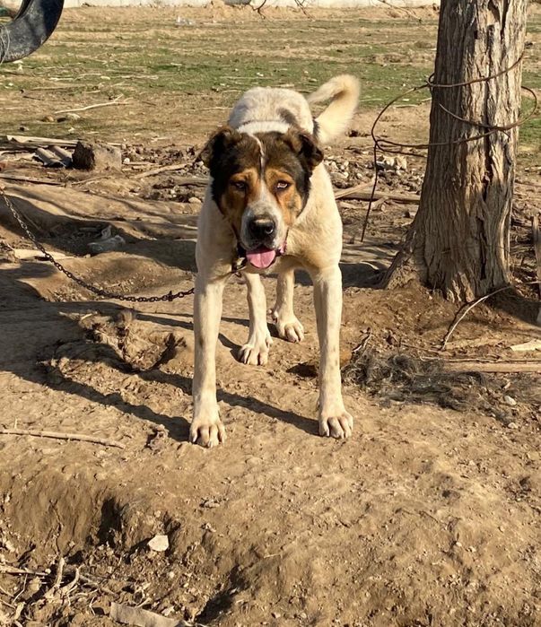 Казакы тобет ит