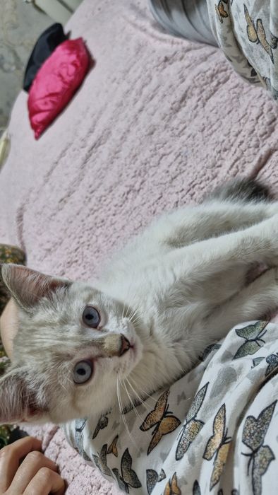 Котенок , 2 месяца , мальчик .голубоглазый