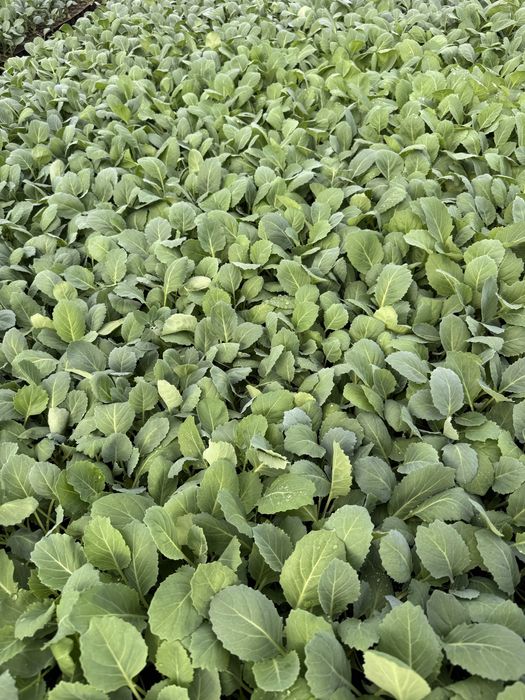 Rasaduri de ardei(kapia, galben) gogosari rosii(de mai multe feluri) vinete telina varza(toamna, vara) si altele