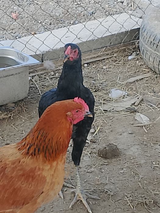 Продам баитцовка