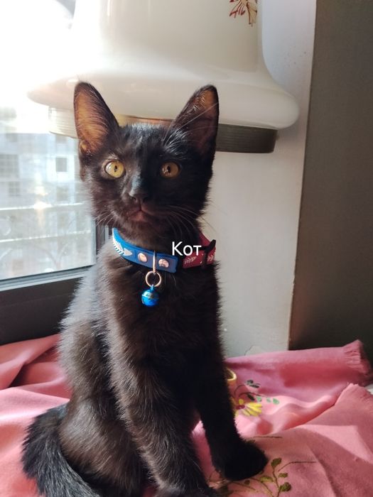 Котята. Мейн кун