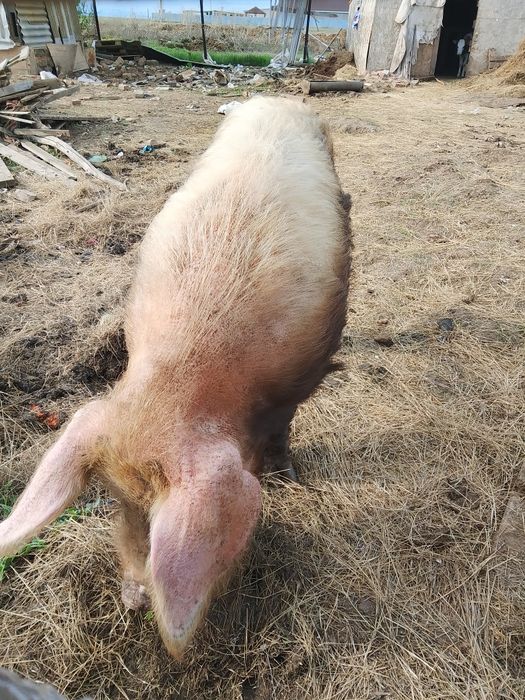 Продам кабана(хряк)2.5 года