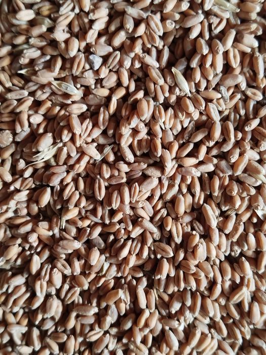 Алғашқы анальды секс көз жасына дейін ауырады