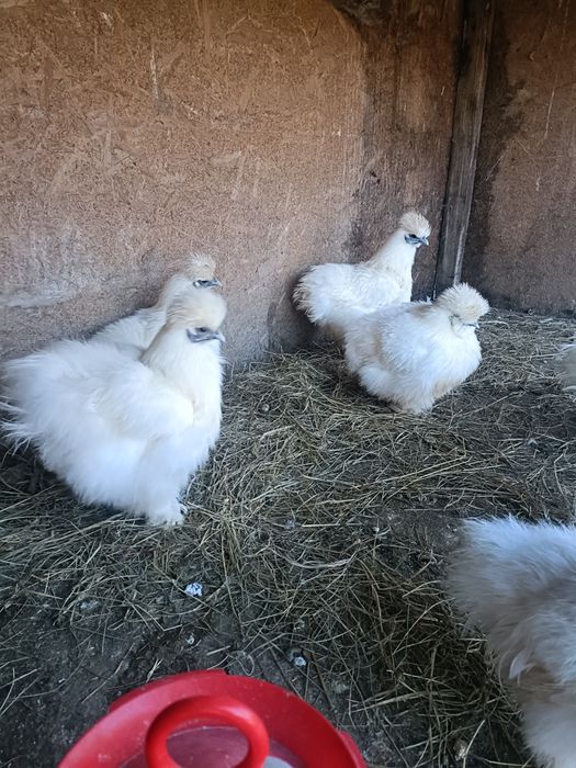 Vând găini mătase japoneză