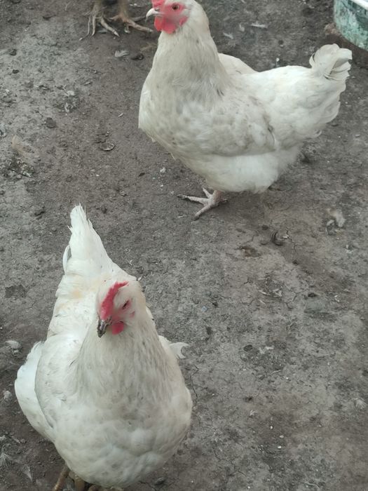 перепелиные и куриные яйца