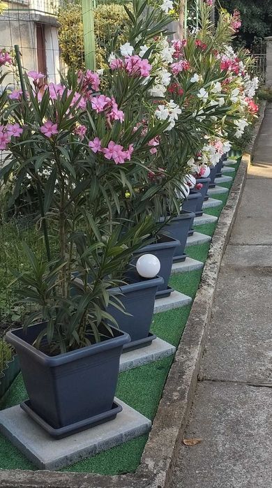 Големи олеандри ( лян,зокум)