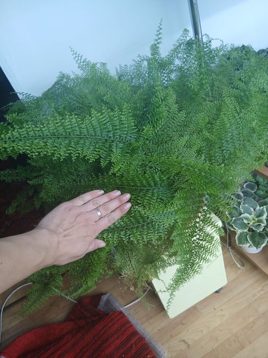 Продам большой папоротник