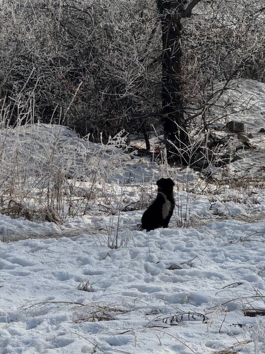 Щенята срочно ищут добрые руки