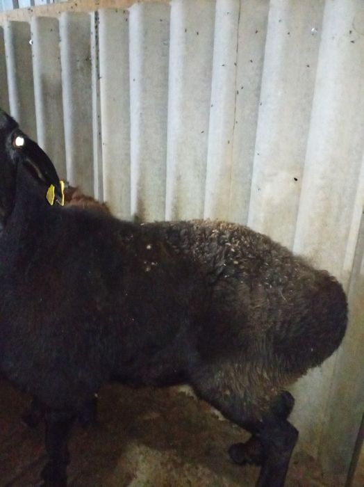 Семыз кой сатылады