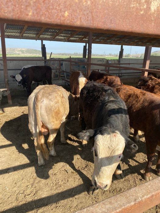 Продаются бычки. Бұқалар сатылады