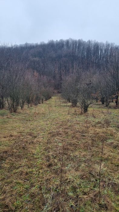 Teren comuna Dobresti (Arges)