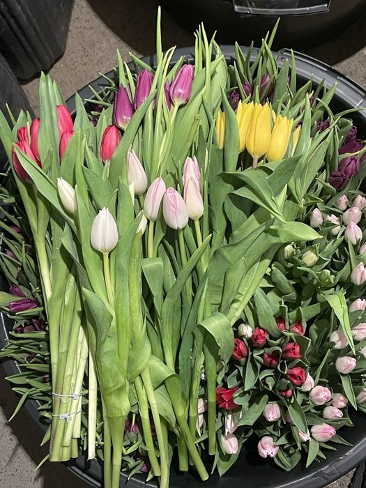 Голланские тюльпаны от 450 тг оптом