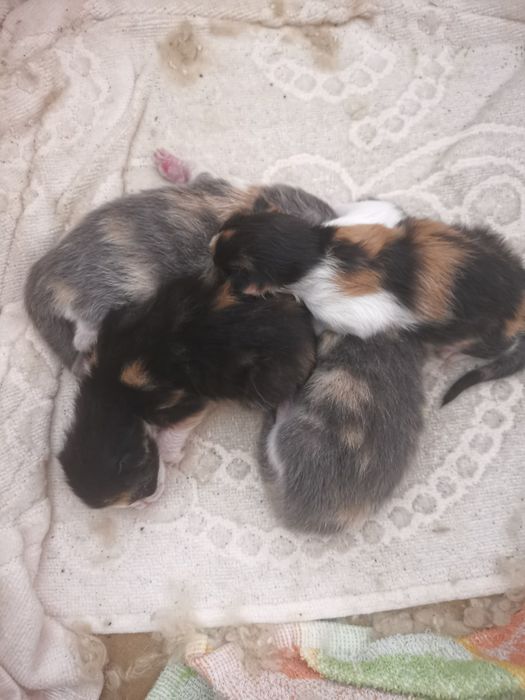 Бебета шарени Котенца