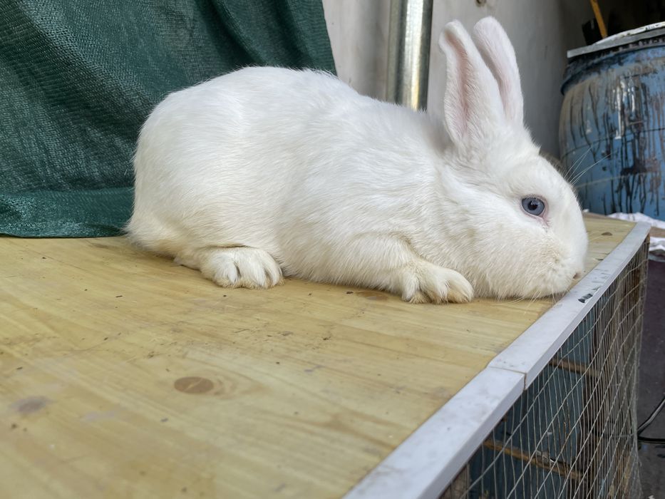 Quyon NZB toza qonli