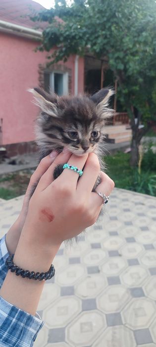 Отдам котят бесплатно в добрые руки