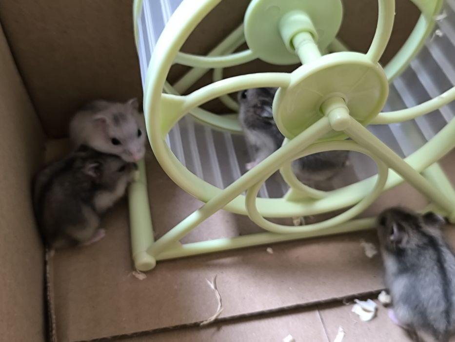 Hamsteri pitici de vanzare