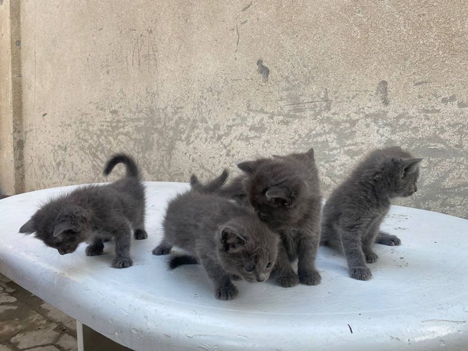 Британский мушукчалар сотилади