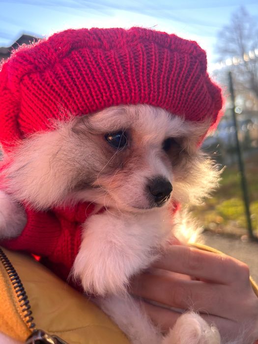 Кученце пумеранк