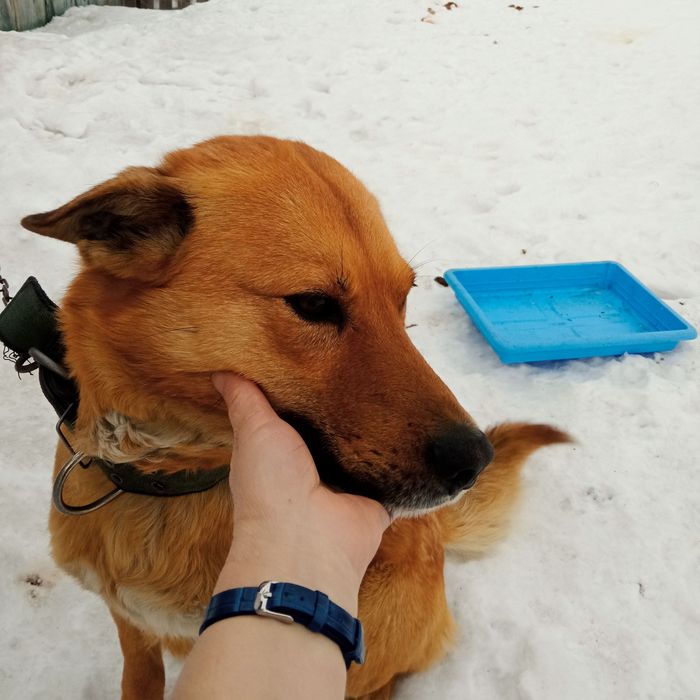 Отдам молодого кобеля. Собака бесплатно.